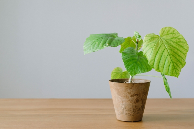 リビングにおすすめの観葉植物