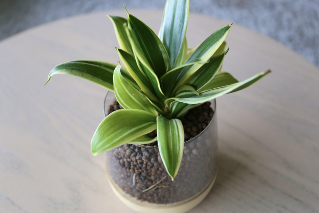 玄関におすすめの観葉植物