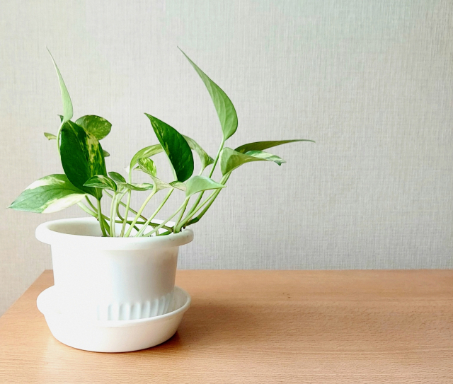 トイレや洗面所におすすめの観葉植物