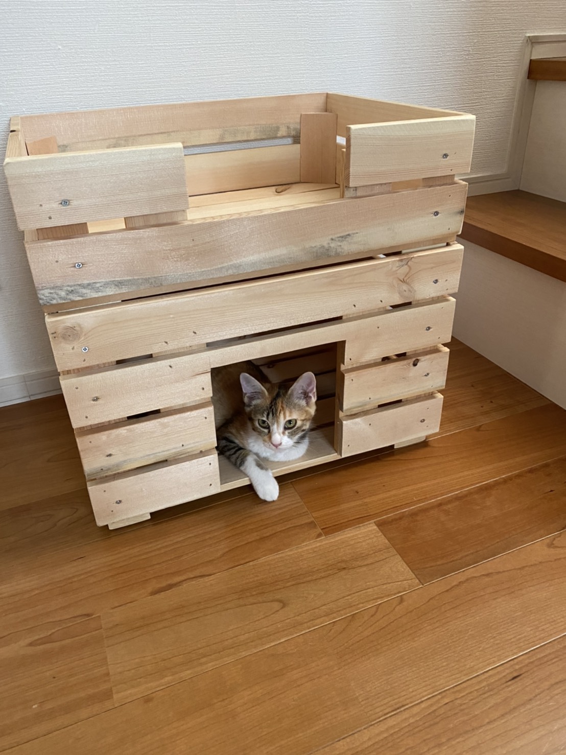 寄付した遊具で遊ぶ保護猫たち