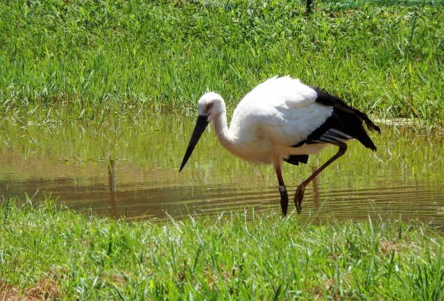 幸せを運ぶ鳥が今年も岡山へ　美咲町の田んぼにコウノトリ飛来