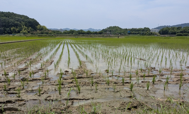 こども園園児から高校生までが昔ながらの田植えで交流深める…備前市で「田植えまつり…