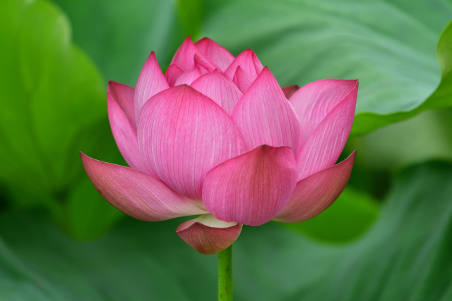 緑の葉と淡いピンクの花が織りなす絶景　美作市「亀ケ市池ビオトープ公園」でハスが見頃【岡山】