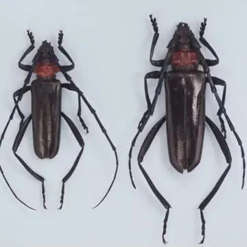 【岡山市】特定外来生物「クビアカツヤカミキリ」を岡山県で初確認　後楽園のサクラで幼虫のフン見つかる