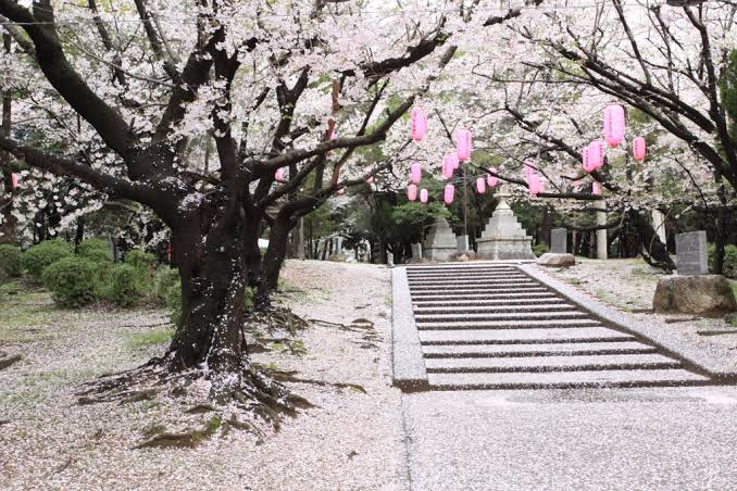 【岡山】紙芝居「大山 おおやま 桜 ざくら ものがたり」【灘崎公民館】