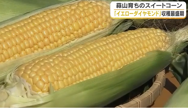 蒜山高原のブランドとうもろこし「イエローダイヤモンド」収穫最盛期　糖度約20度の甘さ【真庭市】