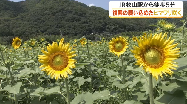 【岡山市】「列車で行けるヒマワリ畑」が見頃へ　復興への願いを込めた15万本が咲き始め