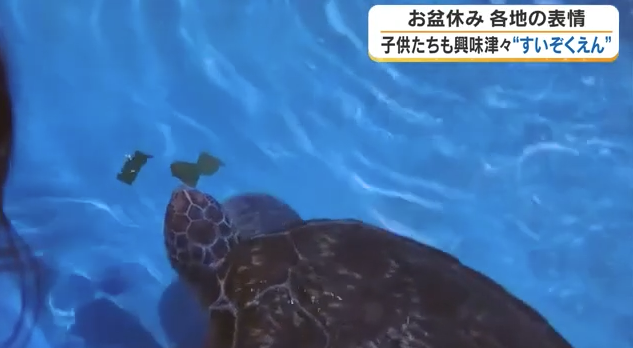 約50種類・1000匹の水の生き物が集合！天満屋岡山店で「てんまやふれあいすいぞくえん」開催
