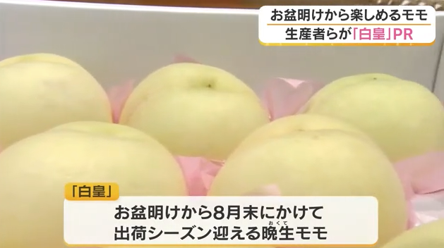お盆を過ぎても楽しめる岡山のモモ「白皇」　糖度15～16度、生産者らが岡山市長にPR【岡山】