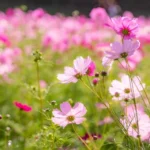 岡山県のコスモス名所7選｜見頃・開花時期・駐車場情報まとめ
