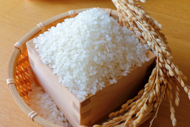 「元気に食べてほしい」津山市の小学生がマリへ贈る支援米を収穫　30年続く取り組み【岡山】