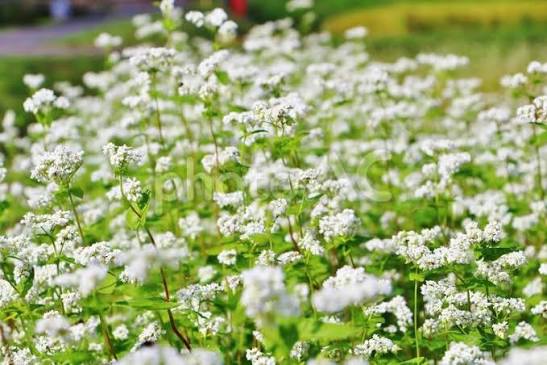 蒜山高原でソバの花が見頃　白い花が一面に広がり“秋の訪れ”【岡山・真庭】