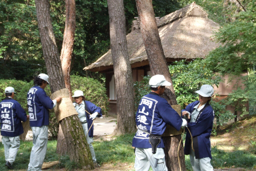 【岡山市北区】2026年 松の菰巻き【岡山後楽園】　