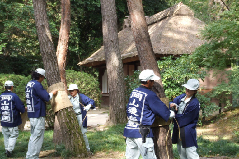 【岡山市北区】2026年 松の菰巻き【岡山後楽園】　