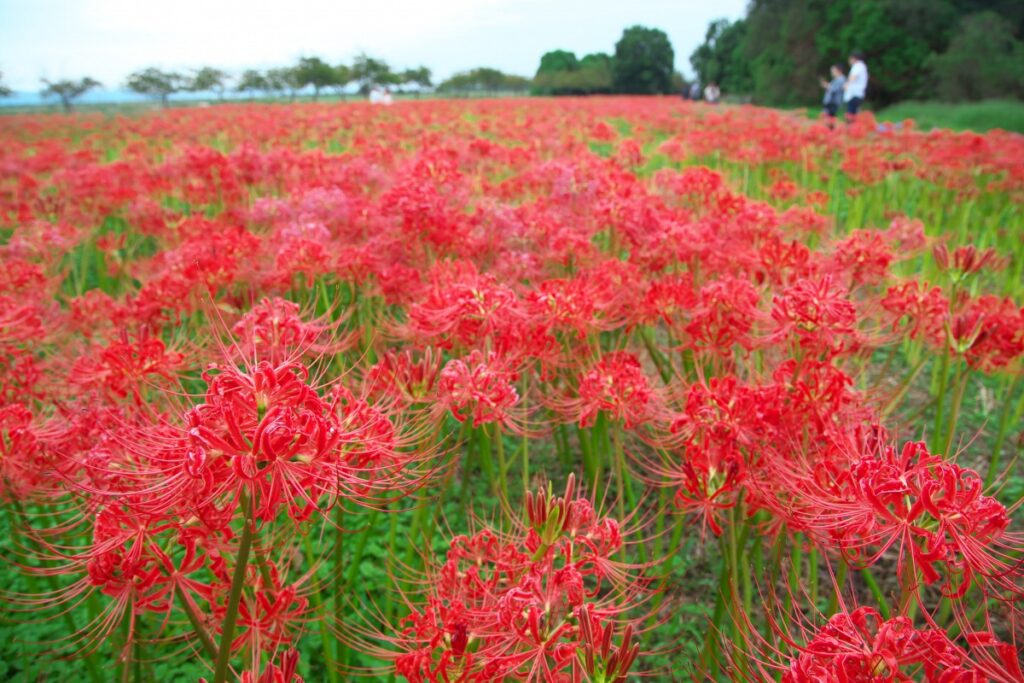 【岡山市南区】児島湖花回廊プロジェクト　ヒガンバナ一般公開（秋季見学会）